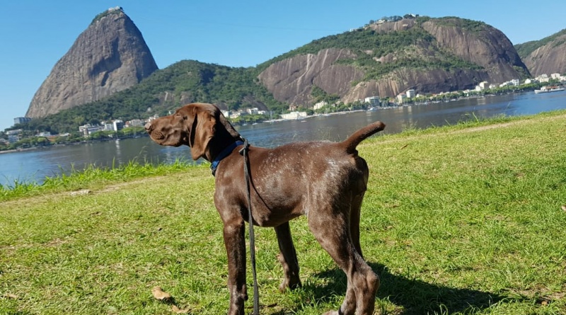Conheça a K9 Cacau: a nova mascote da PRF no RJ