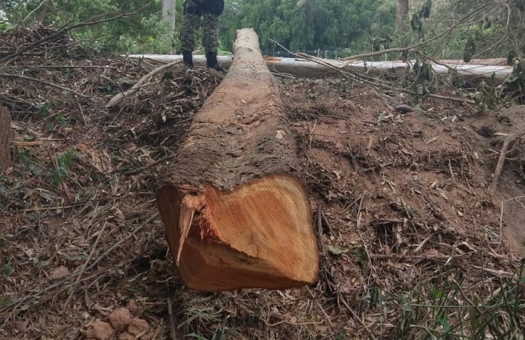 Desmatamento é flagrado em Corrêas