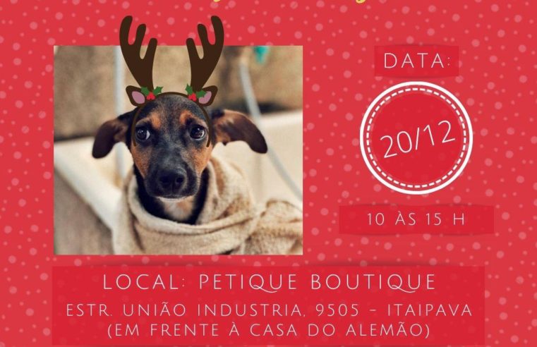 Dog’S Heaven, Ong protetora, fará a última feira de adoções no próximo domingo (20)