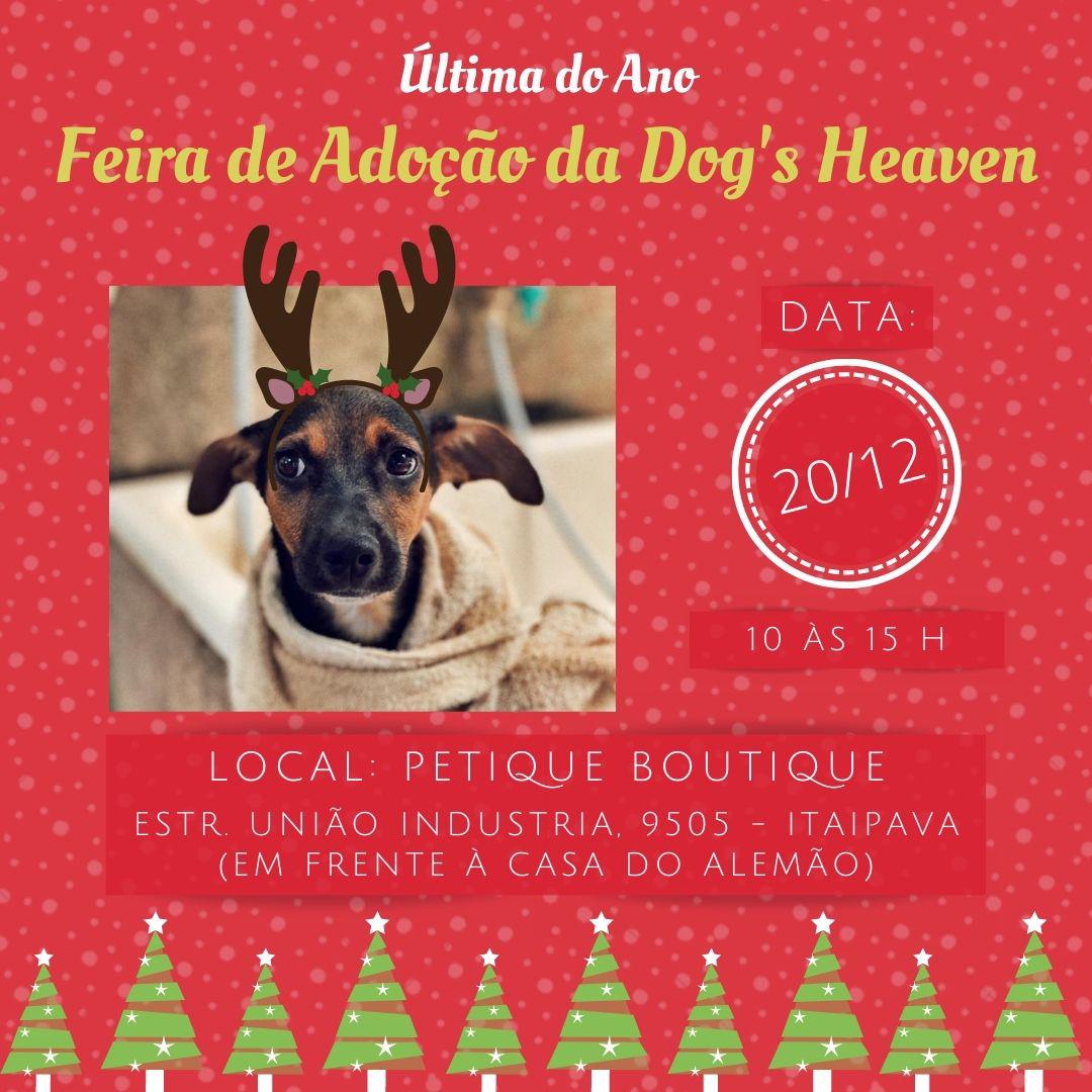 Dog’S Heaven, Ong protetora, fará a última feira de adoções no próximo domingo (20)