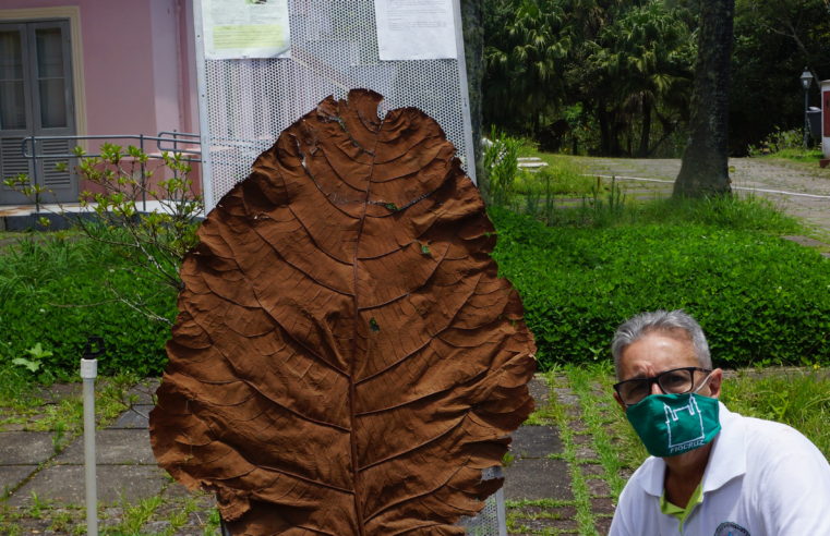 Palácio Itaboraí ganha maior folha do mundo, registrada no livro dos recordes, (Guiness Book), para seu acervo. A planta está em extinção