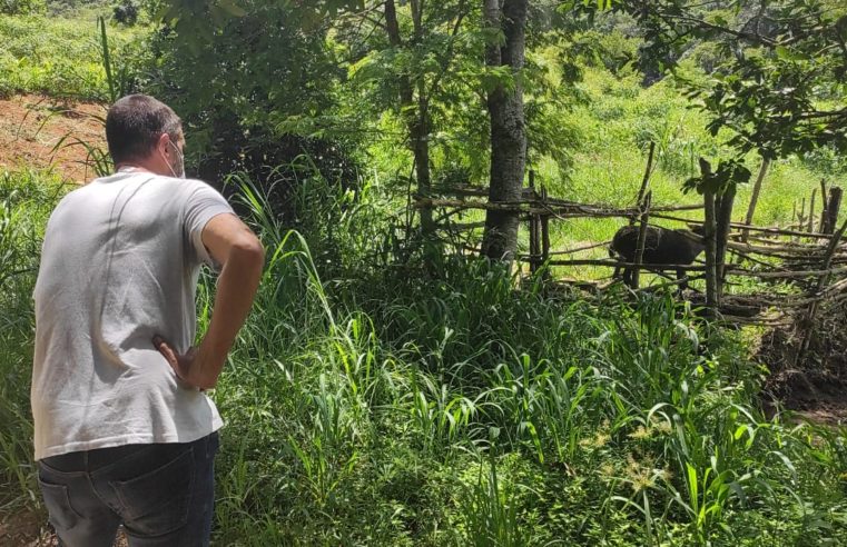 Proprietário de um sítio em Itaipava foi encaminhado para a delegacia após uma vistoria técnica da Coordenadoria de Bem-estar Animal (Cobea) nesta quinta-feira (14). Ele será investigado por maus-tratos