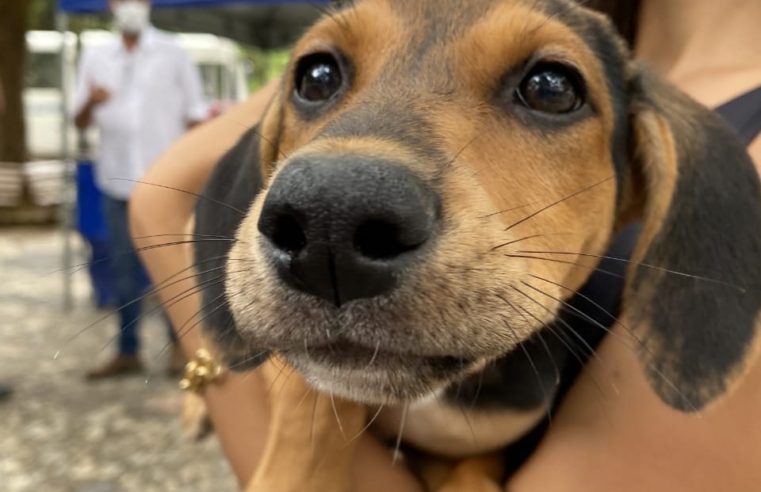 Feira de animais realizada pela Cobea teve seis animais (três adultos e três filhotes) adotados durante a ação, que tem como objetivo estimular a posse responsável
