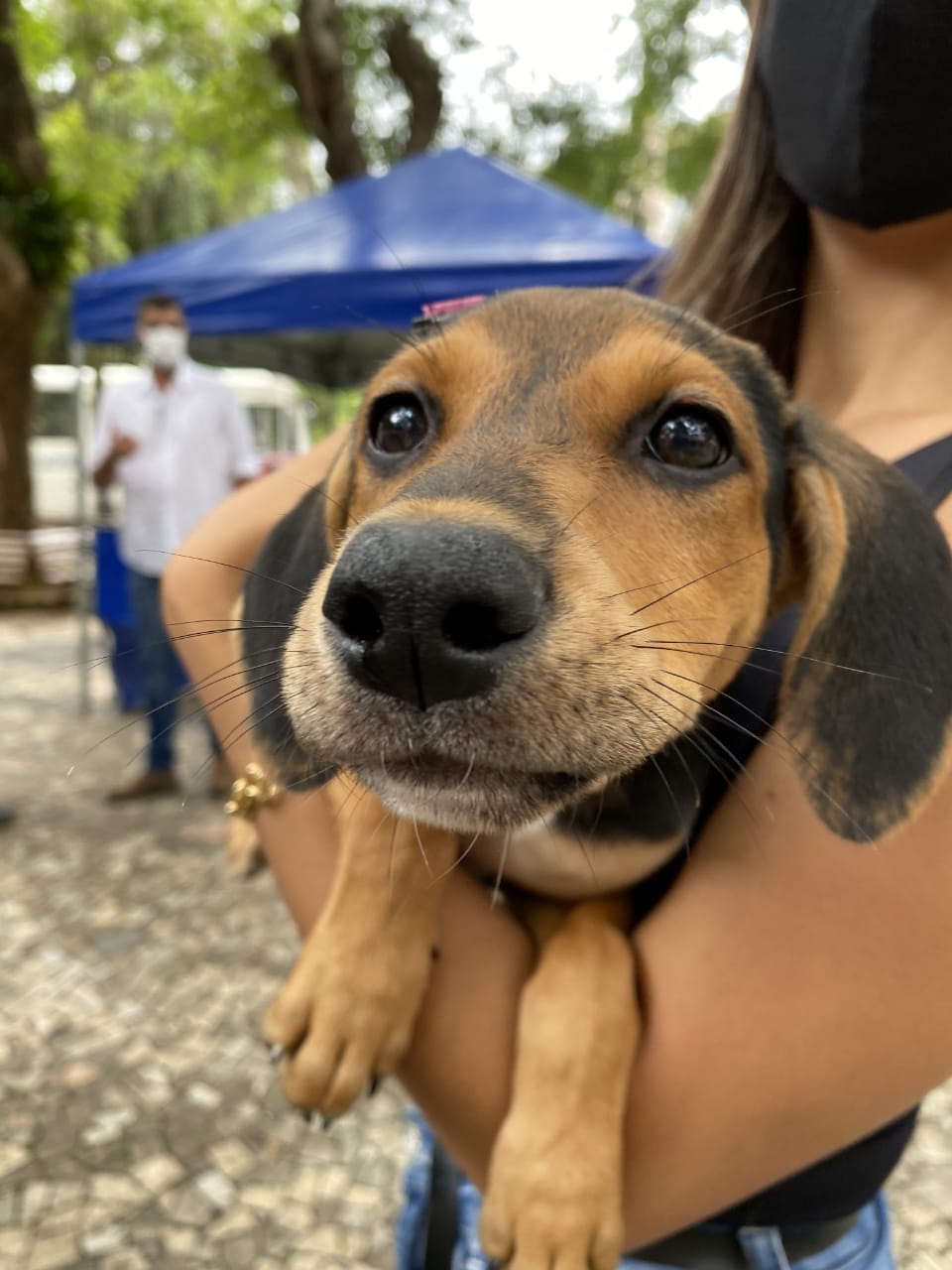 Feira de animais realizada pela Cobea teve seis animais (três adultos e três filhotes) adotados durante a ação, que tem como objetivo estimular a posse responsável