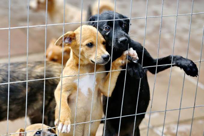 Feira de adoção de animais promovida pela Coordenadoria de Bem-estar Animal (Cobea) será no próximo sábado (13) na Praça Dom Pedro.