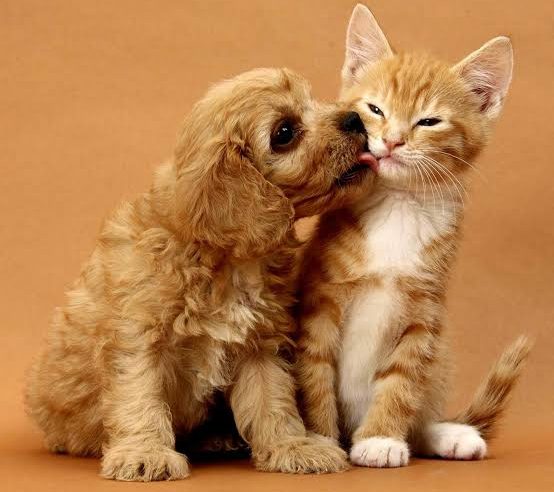 Coordenadoria de Bem-estar Animal (Cobea), promove neste sábado (13) a primeira etapa da campanha de adoção de animais.