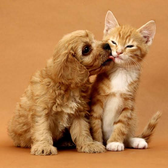 Coordenadoria de Bem-estar Animal (Cobea), promove neste sábado (13) a primeira etapa da campanha de adoção de animais.