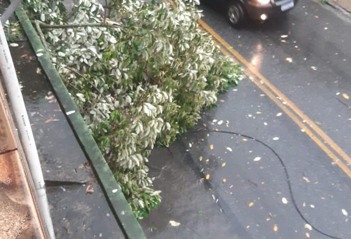 Chuva provoca queda de árvores na cidade
