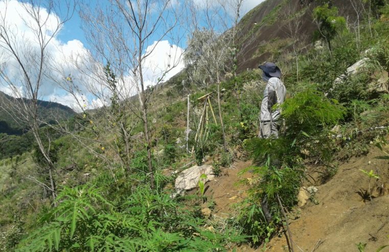 Vale das Videiras recebe 3 mil mudas da Mata Atlântica
