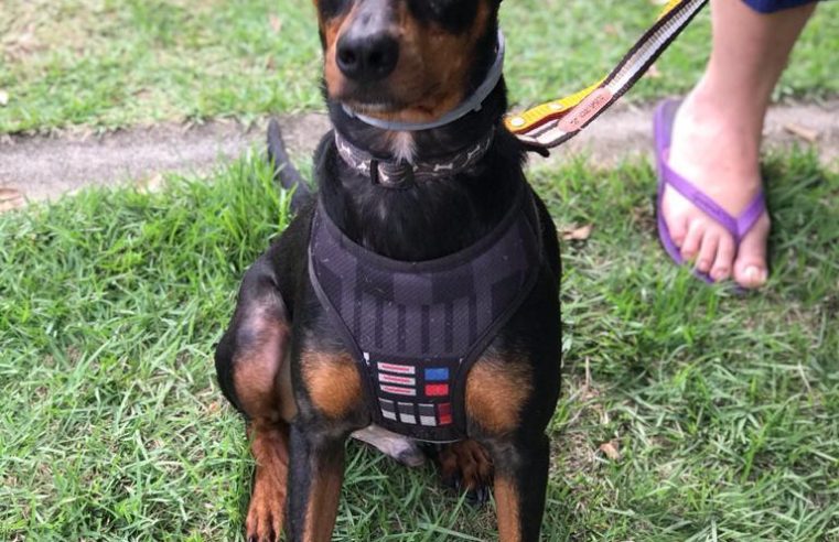 Governo do Estado lança programa de adoção de animais em parceria com Federação de Futebol