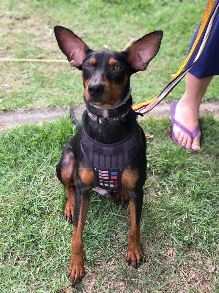 Governo do Estado lança programa de adoção de animais em parceria com Federação de Futebol