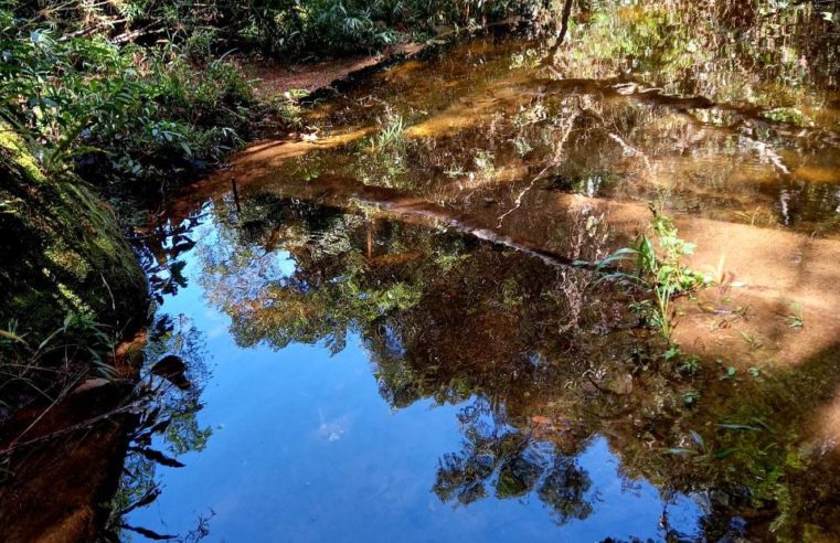 Dia Mundial da Água: Projeto refloresta área próxima à nascente degradada em Araras