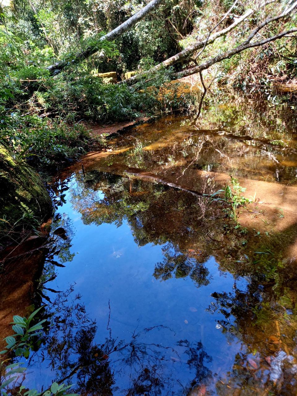 Dia Mundial da Água: Projeto refloresta área próxima à nascente degradada em Araras