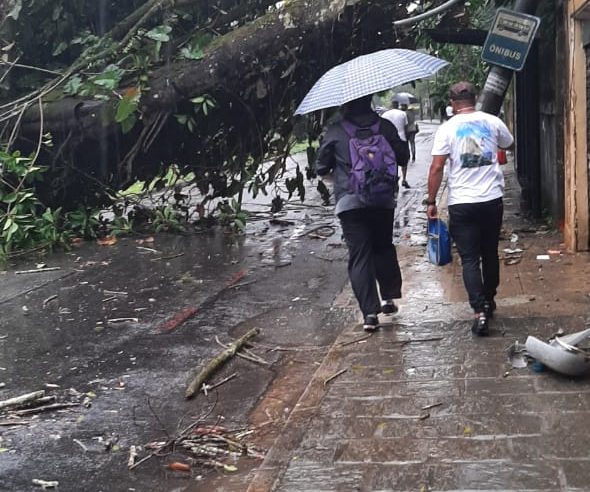 Queda de árvore deixa Avenida Barão do Rio Branco interditada