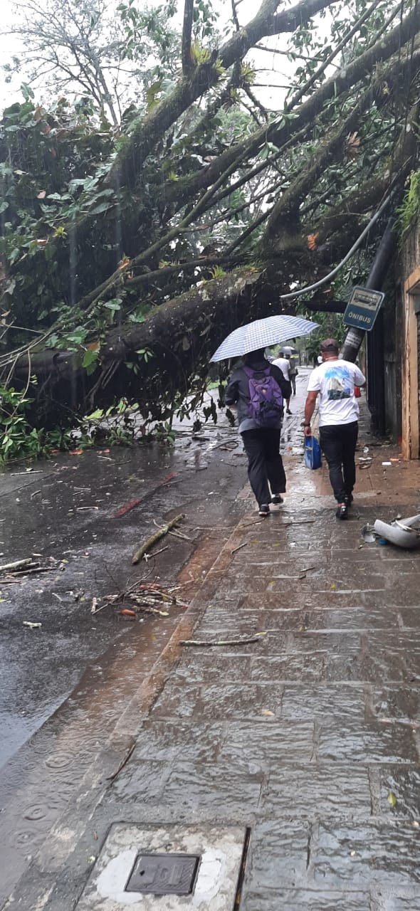 Queda de árvore deixa Avenida Barão do Rio Branco interditada