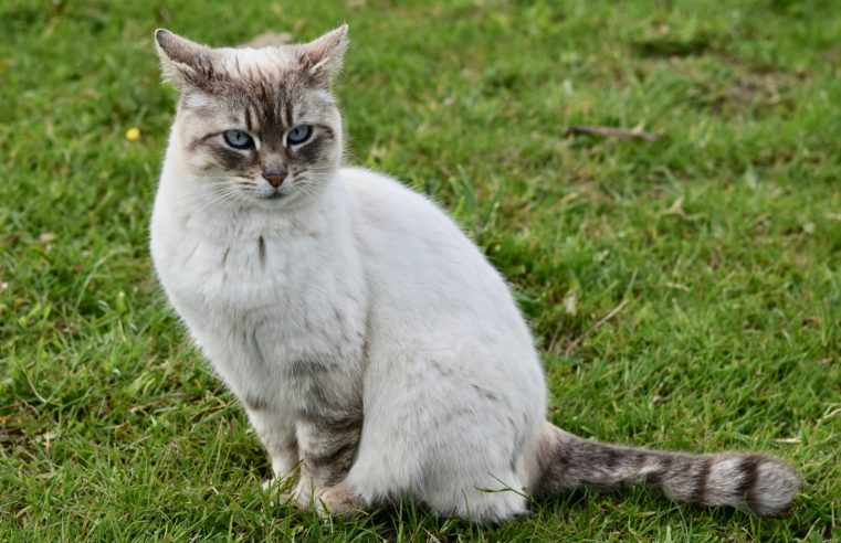 Março Amarelo alerta para doenças renais em cães e gatos