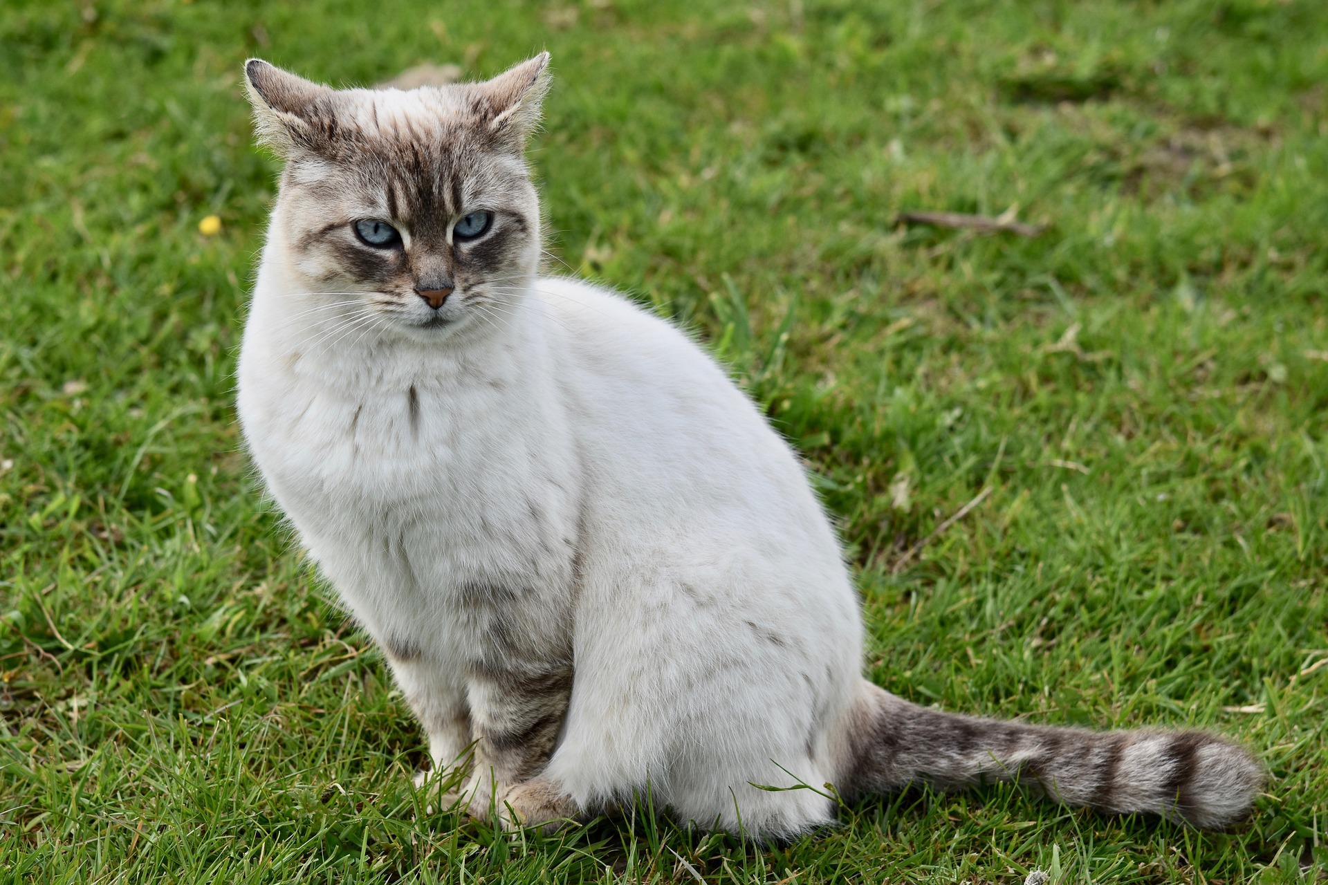 Março Amarelo alerta para doenças renais em cães e gatos