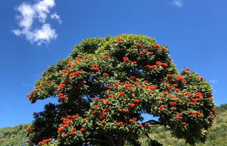 Prefeitura cria e regulamenta o Fundo Municipal de Conservação Ambiental