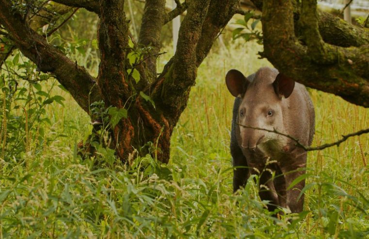 Filhotes gêmeos de anta são descobertos pela 1ª vez na natureza