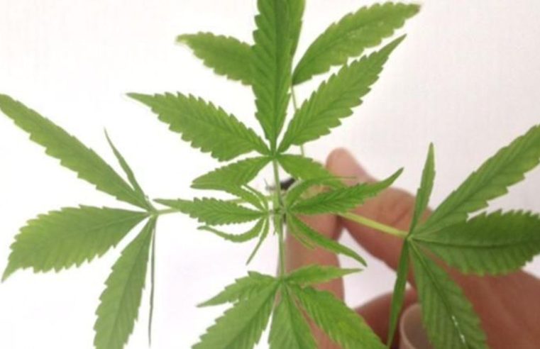 Anvisa autoriza produto à base de cannabis em projeto com a Fiocruz