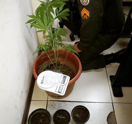 Pé de maconha é apreendido pela PM em Araras