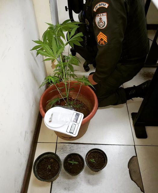Pé de maconha é apreendido pela PM em Araras