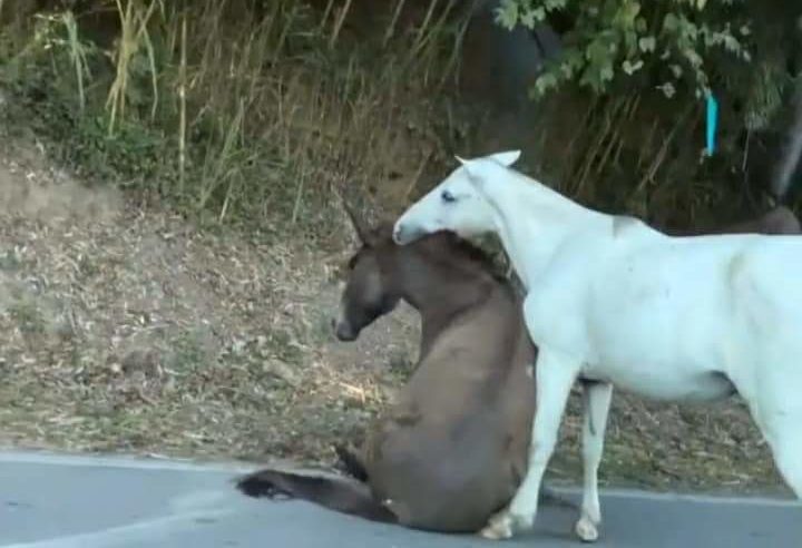 Burro atropelado no Vale do Cuiabá teve que ser eutanasiado