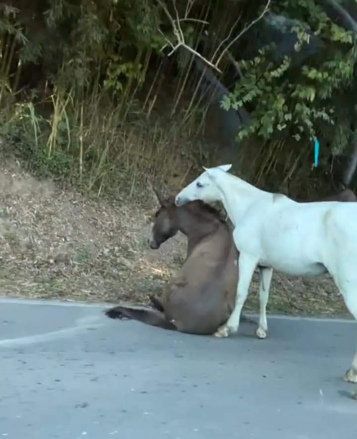 Burro atropelado no Vale do Cuiabá teve que ser eutanasiado