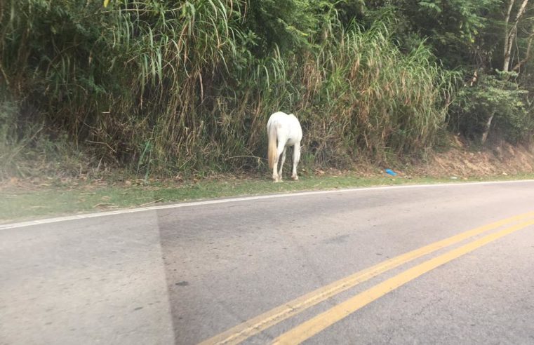 Tragédia anunciada: cavalo que tentou ajudar burro atropelado no início da semana, estava hoje no mesmo local do acidente