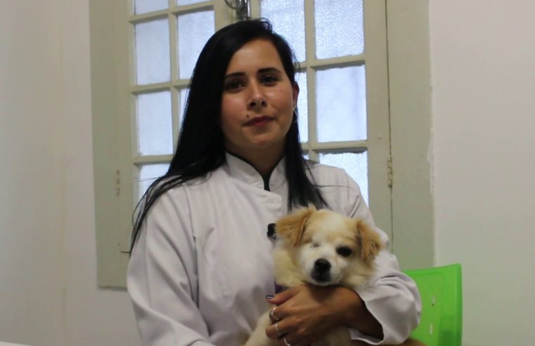 Inverno provoca cuidados redobrados contra gripe canina