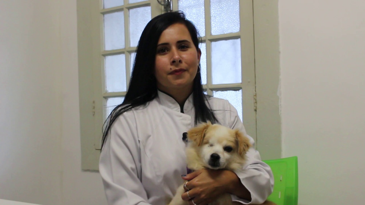 Inverno provoca cuidados redobrados contra gripe canina