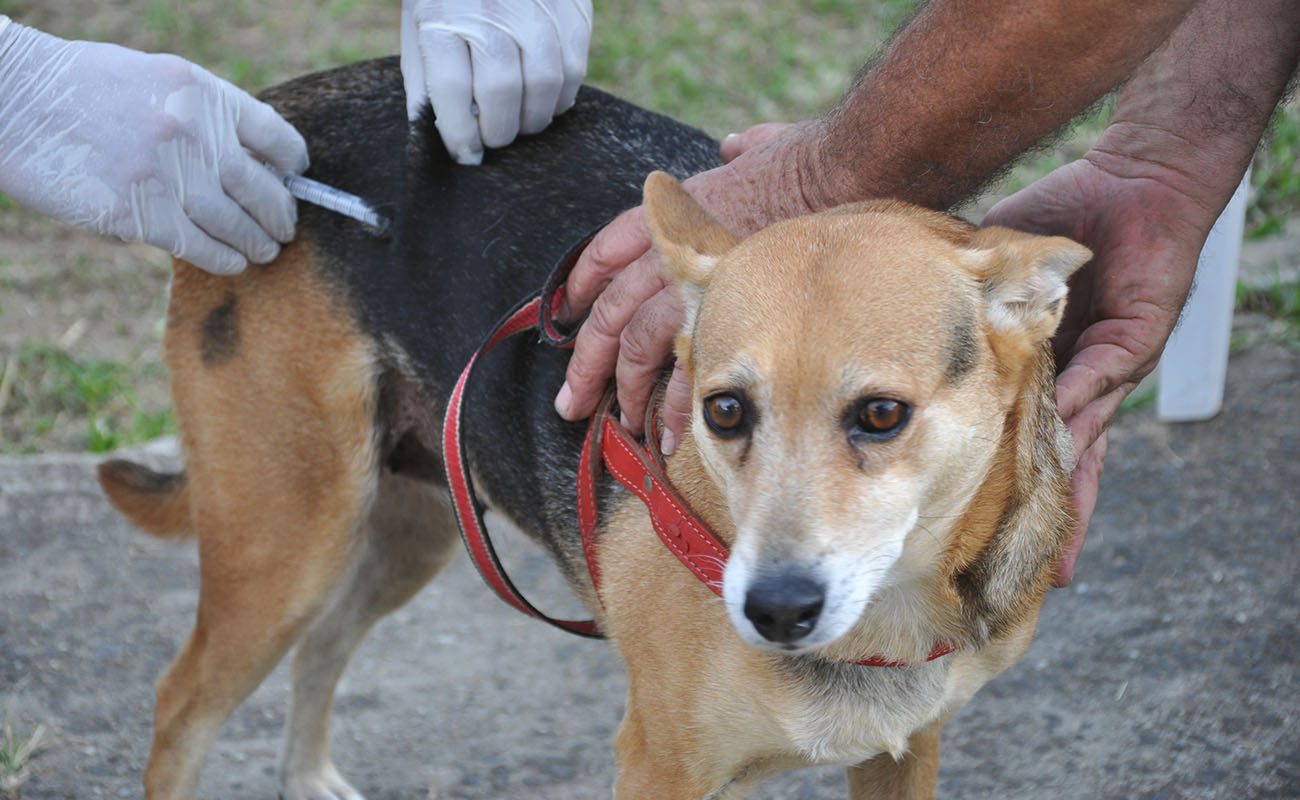 Prefeitura realiza vacinação antirrábica animal em mais de 30 pontos neste sábado