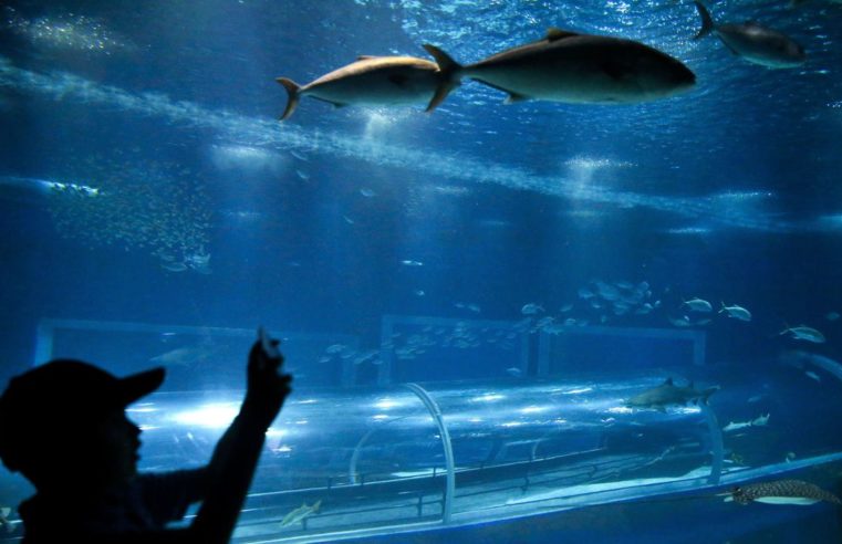 Projeto que leva crianças a museus é retomado de forma virtual no Rio