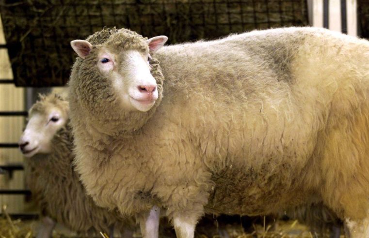 Primeiro mamífero clonado, Dolly completaria hoje 25 anos