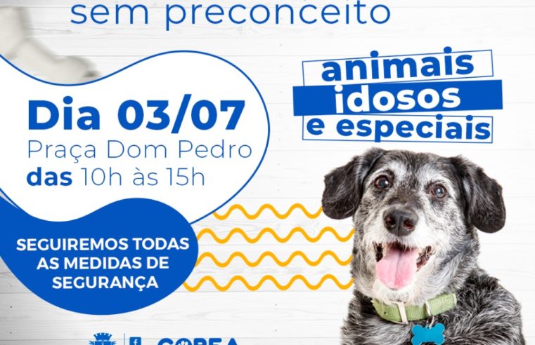 Adote sem preconceito: Campanha incentiva adoção de animais especiais e idosos neste sábado (03)