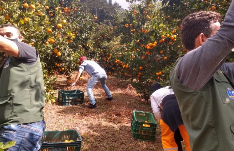 Doação de produtor rural possibilita distribuição de uma tonelada de laranjas e tangerinas para moradores do Carangola