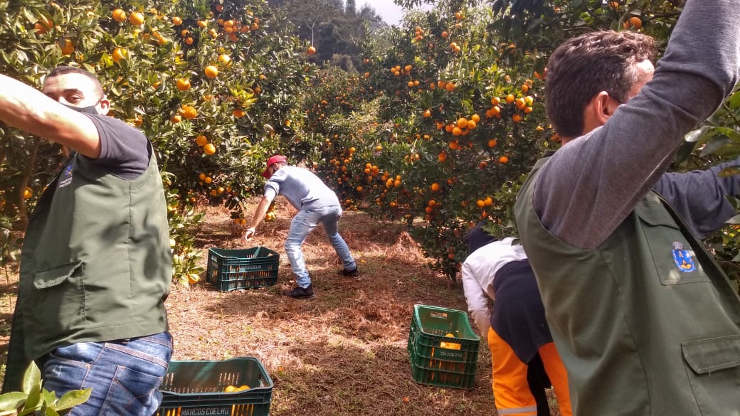Doação de produtor rural possibilita distribuição de uma tonelada de laranjas e tangerinas para moradores do Carangola
