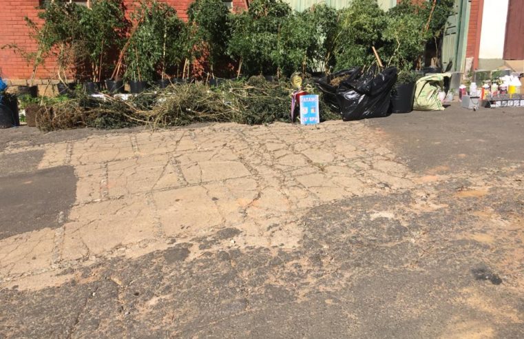 Quase 40 pés de maconha, que seriam vendidos no mercado internacional, são apreendidos pela PM no Carangola