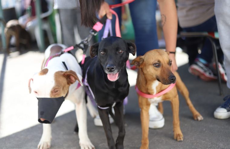 Prefeitura realiza castração de 1.166 animais