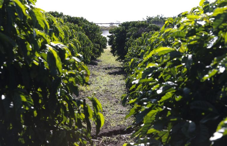 Frio intenso atinge plantações de café e preço do fruto dispara no mercado interno