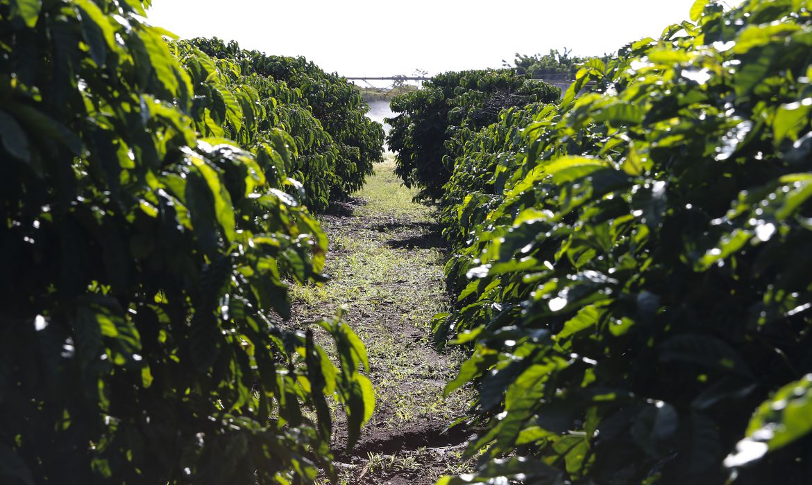 Frio intenso atinge plantações de café e preço do fruto dispara no mercado interno