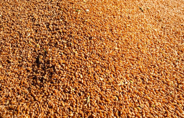 IBGE prevê safra recorde de 256,1 milhões de toneladas em 2021
