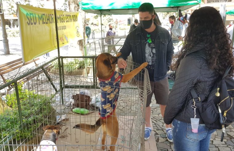 Feira de adoção da Cobea: mais 11 animais ganharam um lar