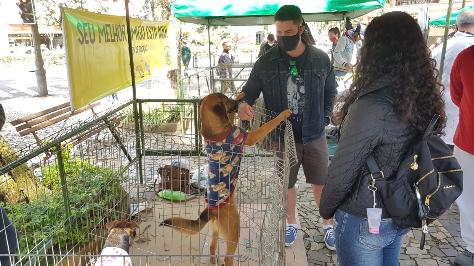 Feira de adoção da Cobea: mais 11 animais ganharam um lar