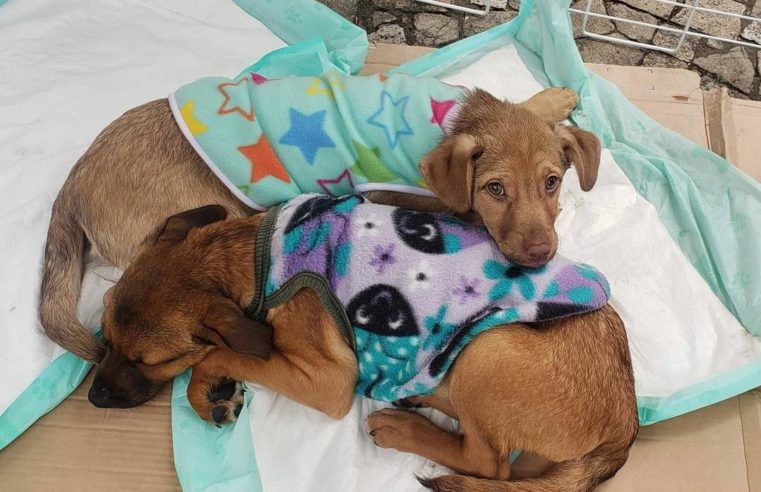 Campanha de adoção de animais será ampliada para os distritos