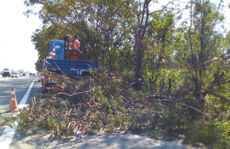 Concer faz serviço de poda no Km 115 sentido Juiz de Fora