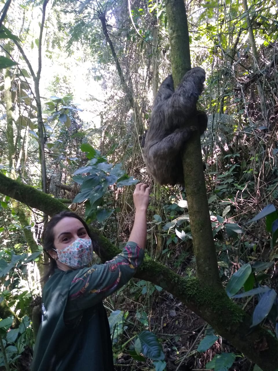 Equipe da secretaria de Meio Ambiente devolve à natureza bicho preguiça