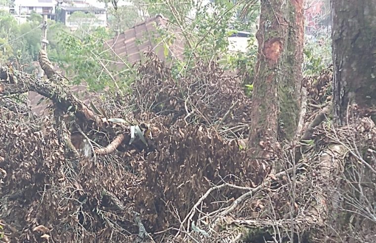 Polícia ambiental identifica corte de árvores sem licenciamento no São Sebastião, em Petrópolis