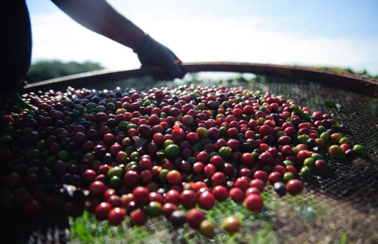 Quebra da safra e exportações devem elevar o preço do café em até 40%