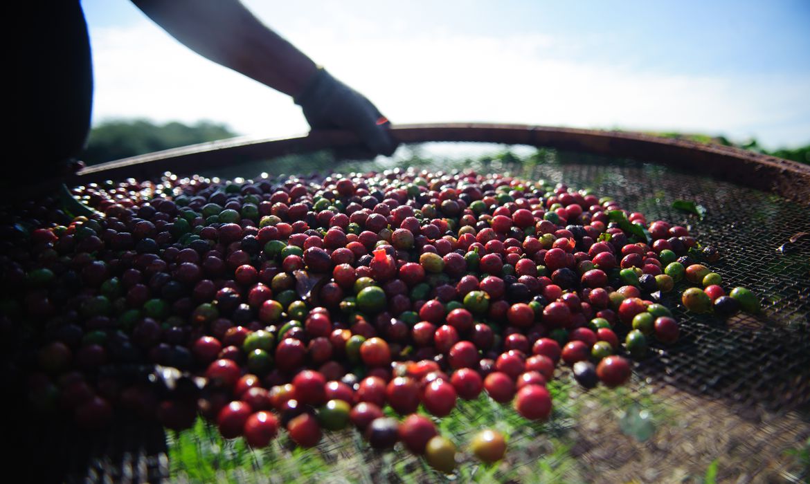 Quebra da safra e exportações devem elevar o preço do café em até 40%